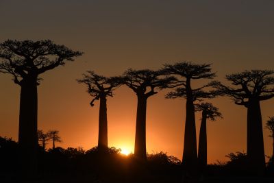 coucher de soleil sur les baobabs a madagascar