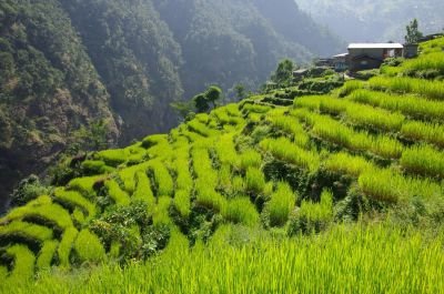 vallée verdoyante trek au nepal