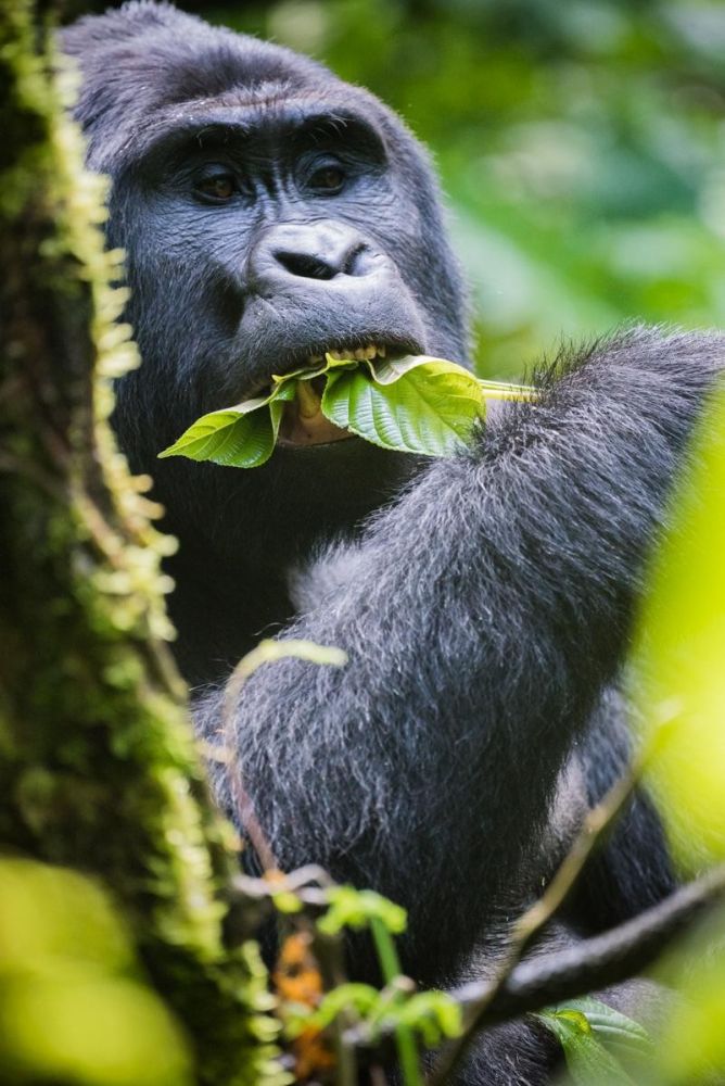 rencontre avec les gorilles en Ouganda