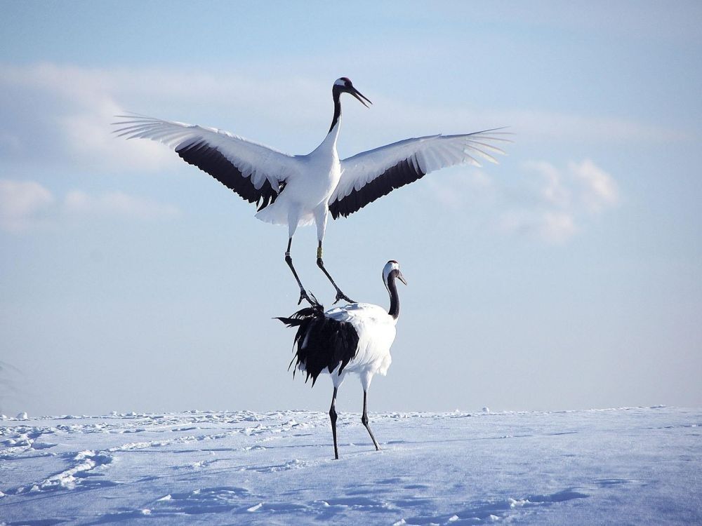 grues du japon