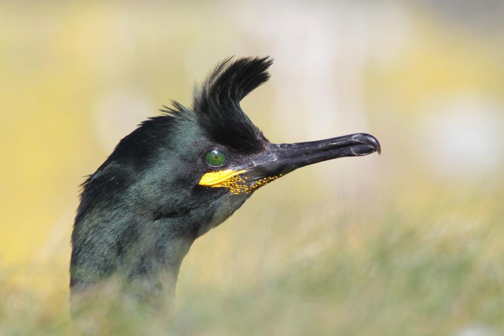 Cormoran huppé