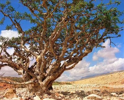 Sud Oman : Rub al khali, Salalah, Dhofar