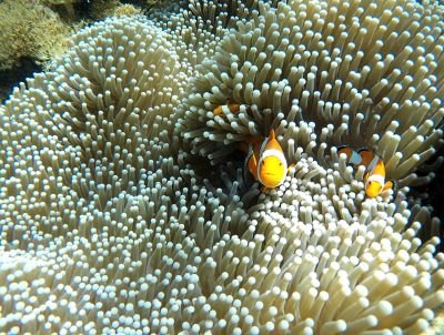 snorkeling raja ampat