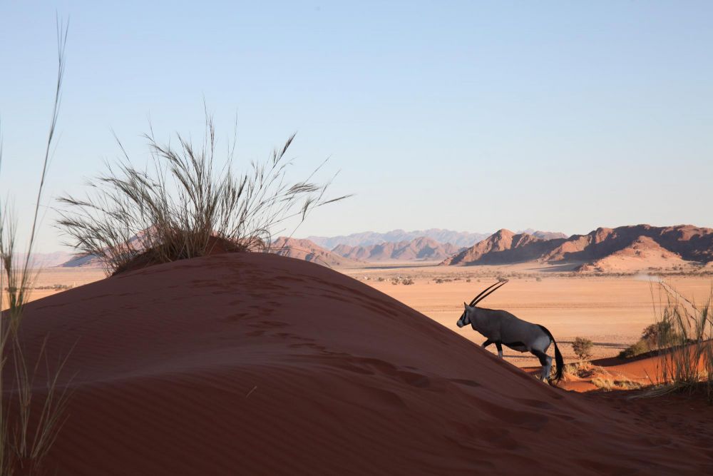 Oryx sur dune Namib
