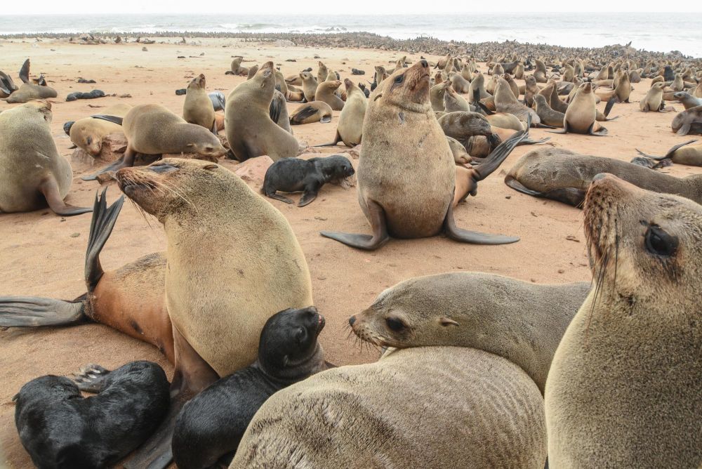 Otaries à fourrure du Cap