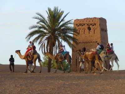 Une expérience unique à dos de chameau