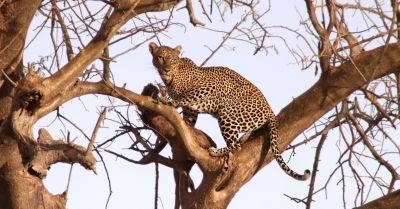 Leopard dans un arbre