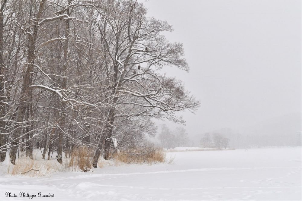 paysage hivernal à hokkaido