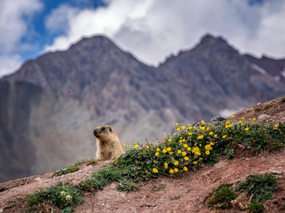 Mascotte des Alpes,  la marmotte nous accompagne aussi dans le Pamir