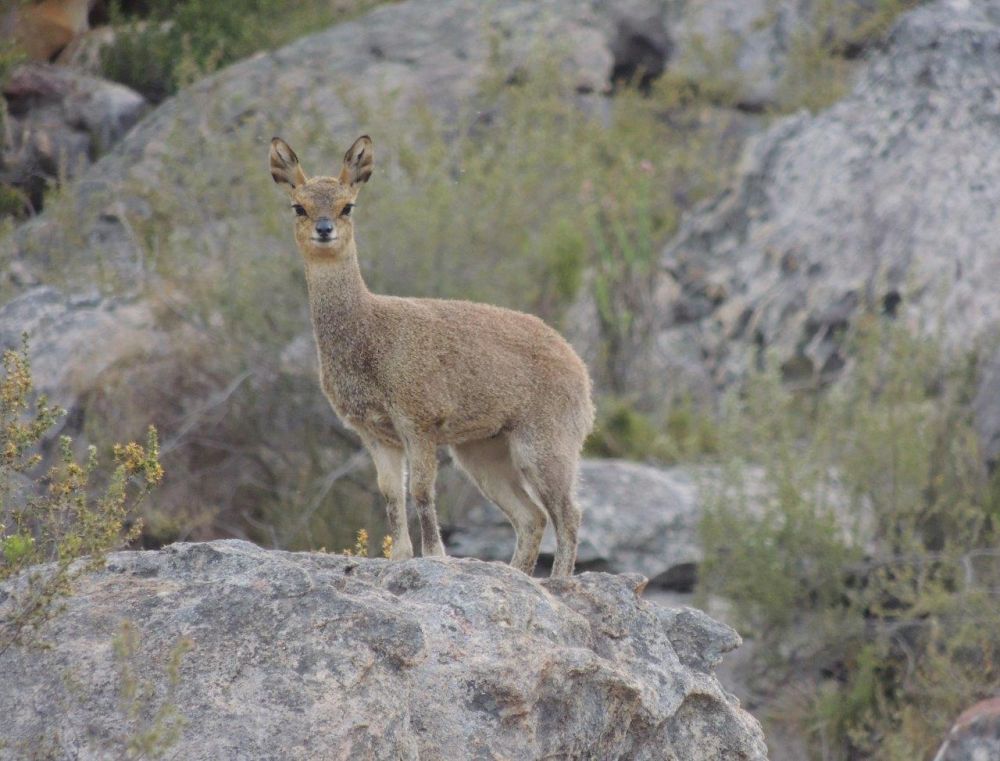 Photo voyage Afrique du Sud 5