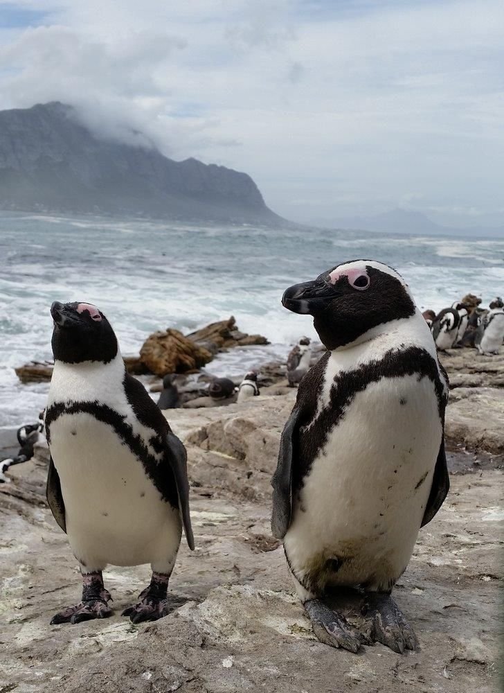 Photo voyage Afrique du Sud 10
