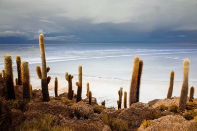 Sur l'île d'Inca Huasi , le refuge de l'Inca sur le Salar