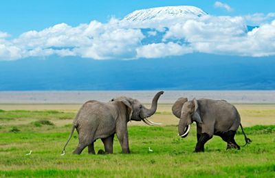 Elephants devant le Kilimanjaro à Amboseli