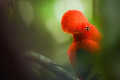 Le coq de roche péruvien