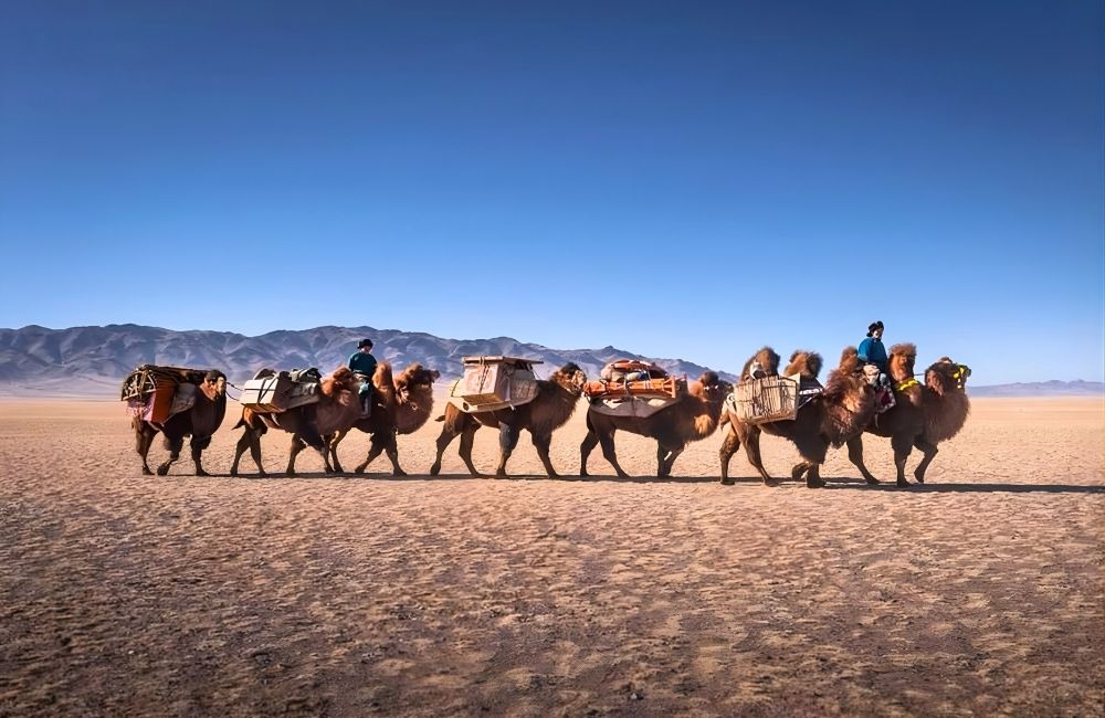Transhumance dans la vaste région du Gobi Altaï en Mongolie