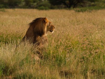 Lion scrutant l'horizon au Botswana