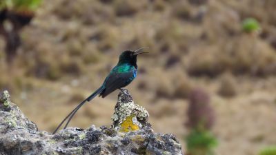 Souimanga de Johnston