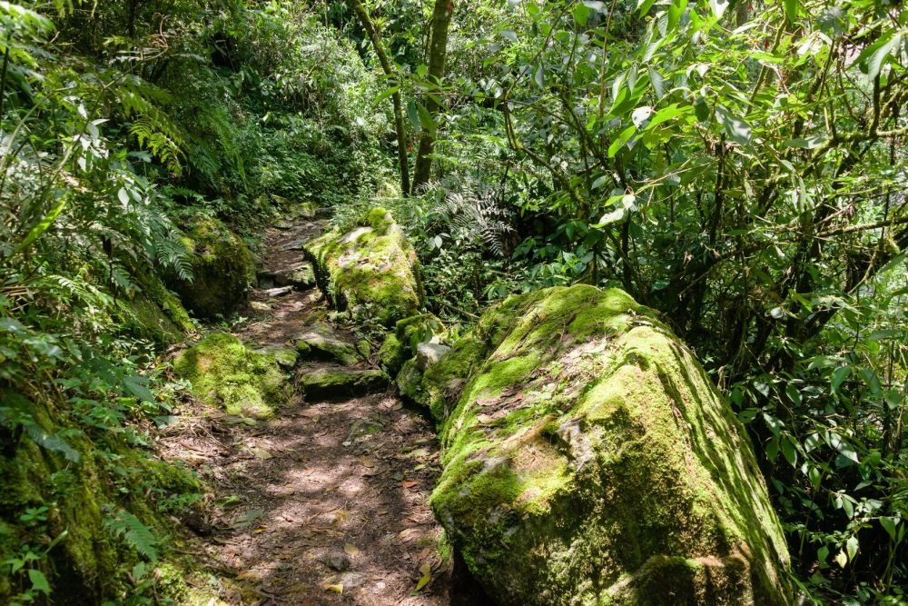 Dans la jungle du chemin de l'inca en route vers le  Machu Picchu