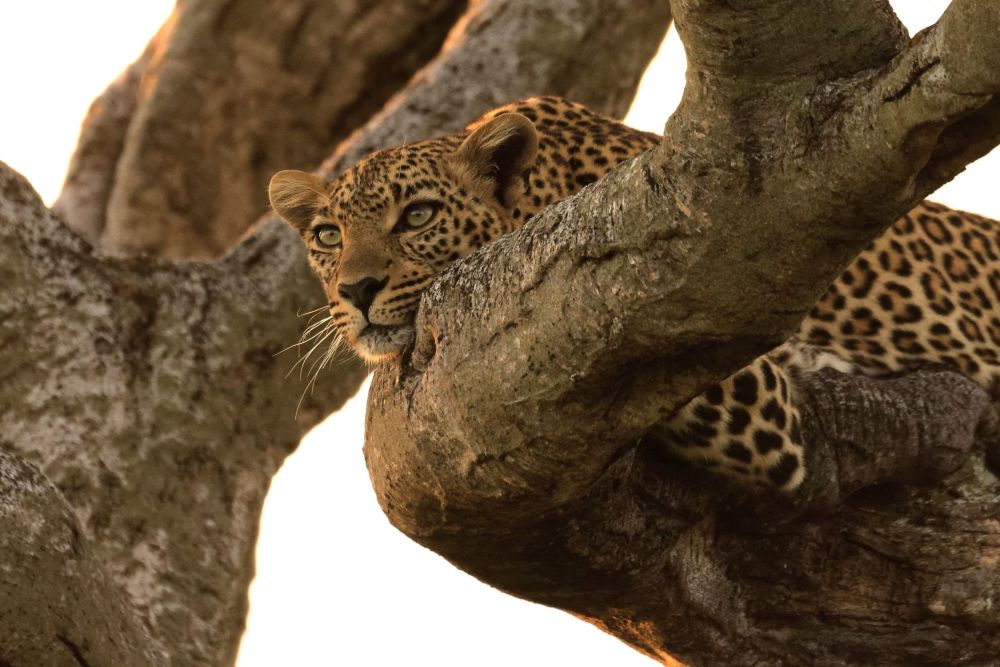 Léopard au repos dans un arbre