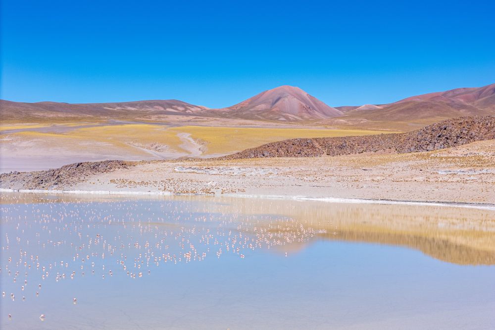 Des milliers de flamants roses dans un lagune du désert d'Atacama, Argentine