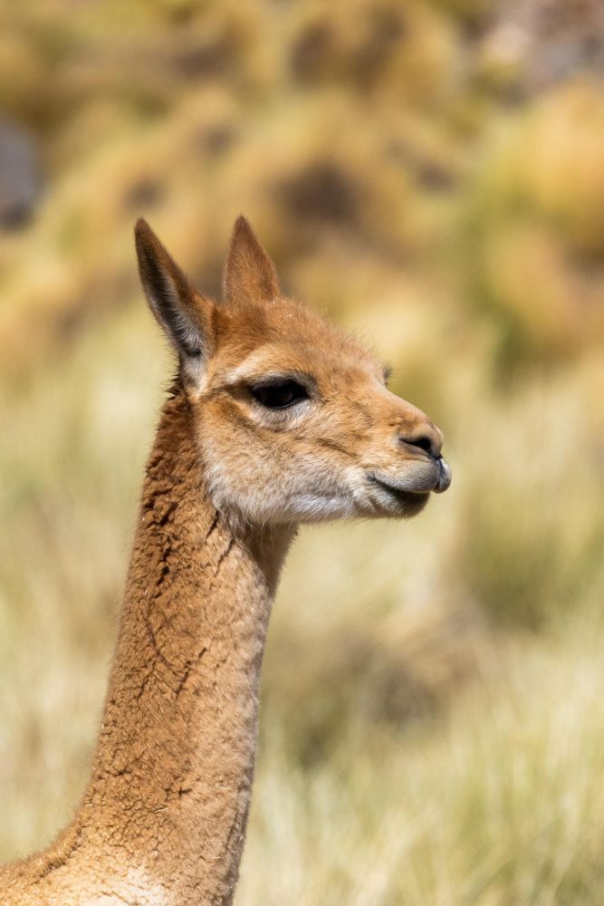 Une vigogne au bord du chemin dans le désert d'Atacama, en Argentine