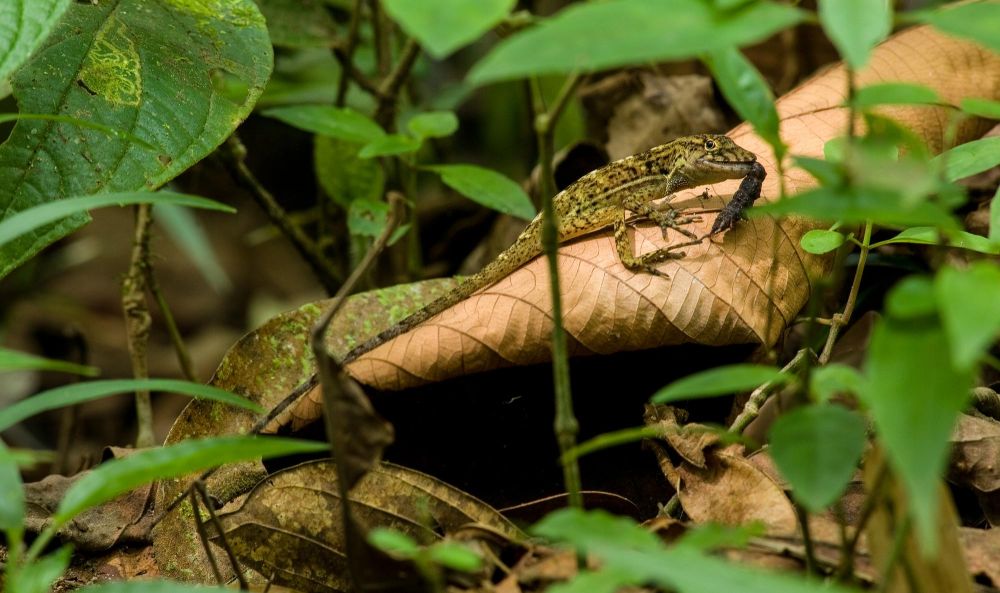 Photo voyage Costa Rica 17