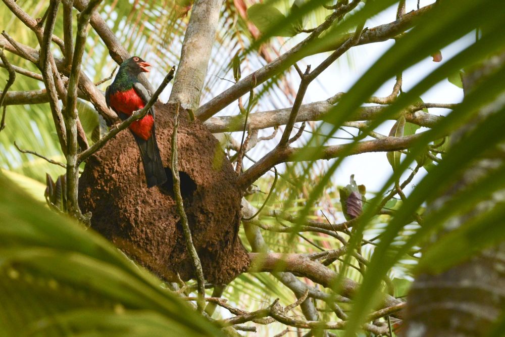 Photo voyage Costa Rica 11