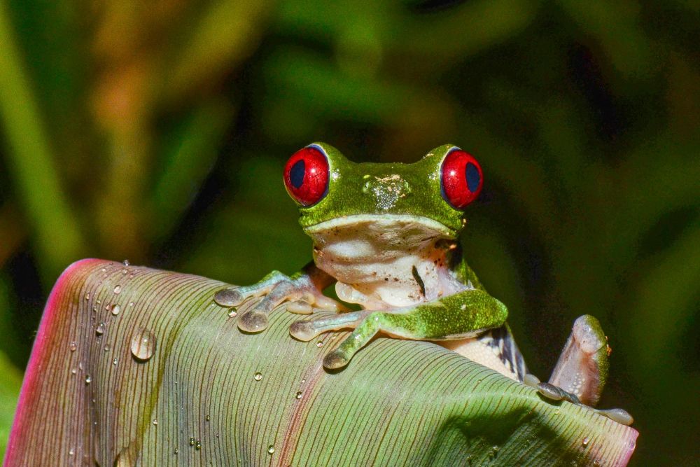 Photo voyage Costa Rica 9