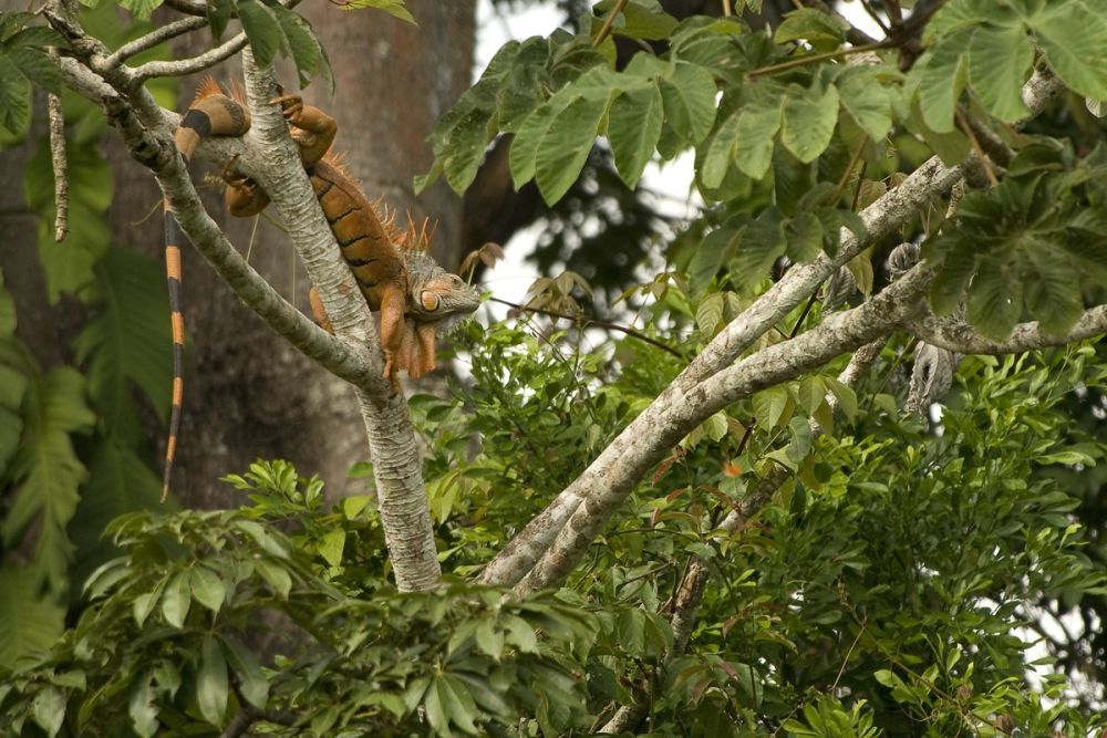 Photo voyage Costa Rica 8