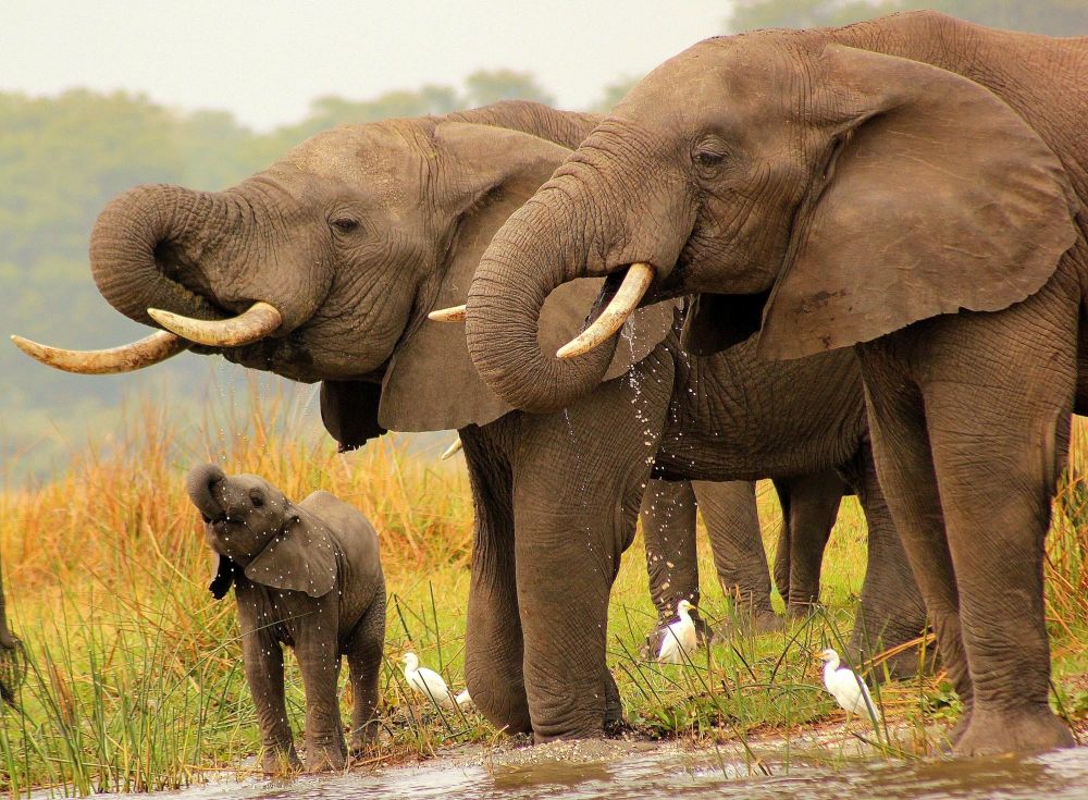 Elephants Liwonde Malawi