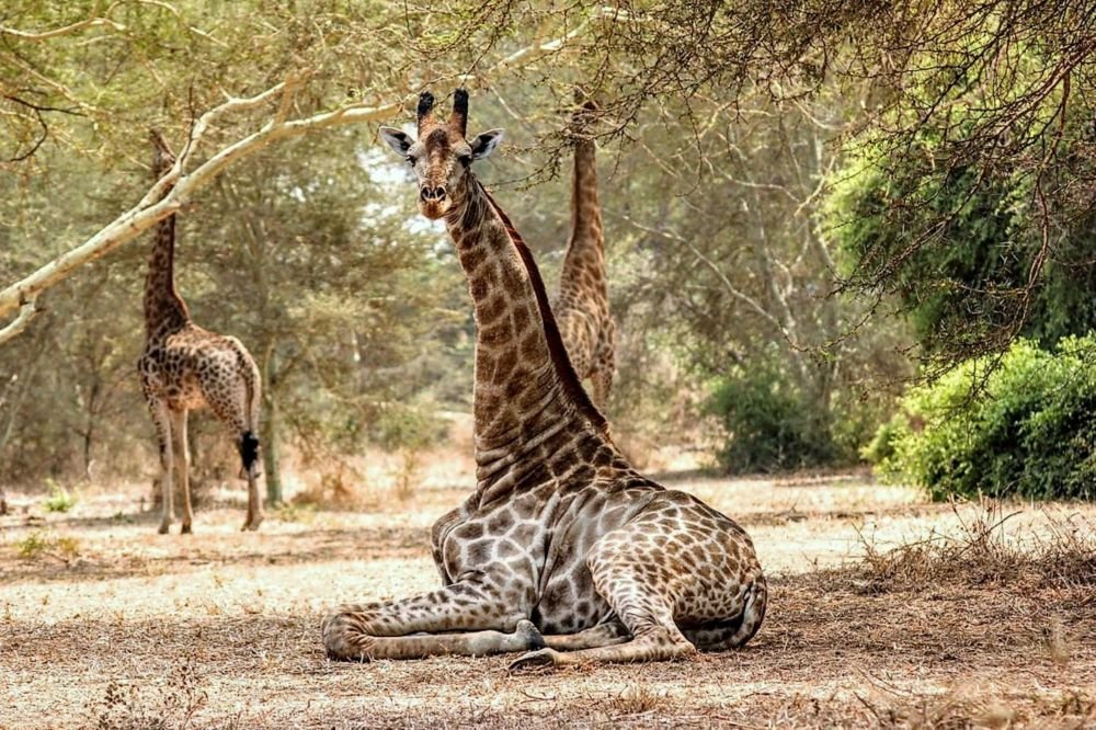 Girafes Liwonde Malawi