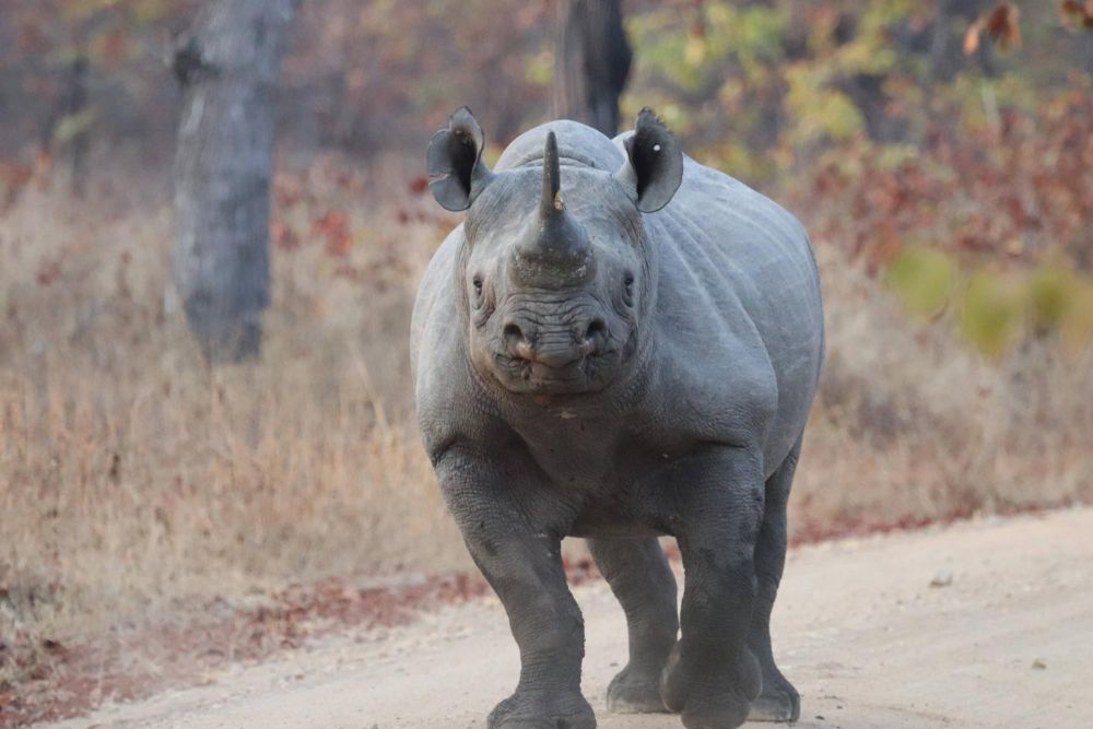 Rhinocéros Parc Liwonde Malawi