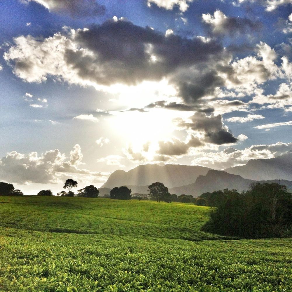 Mont Mulanje plantations de thé Malawi