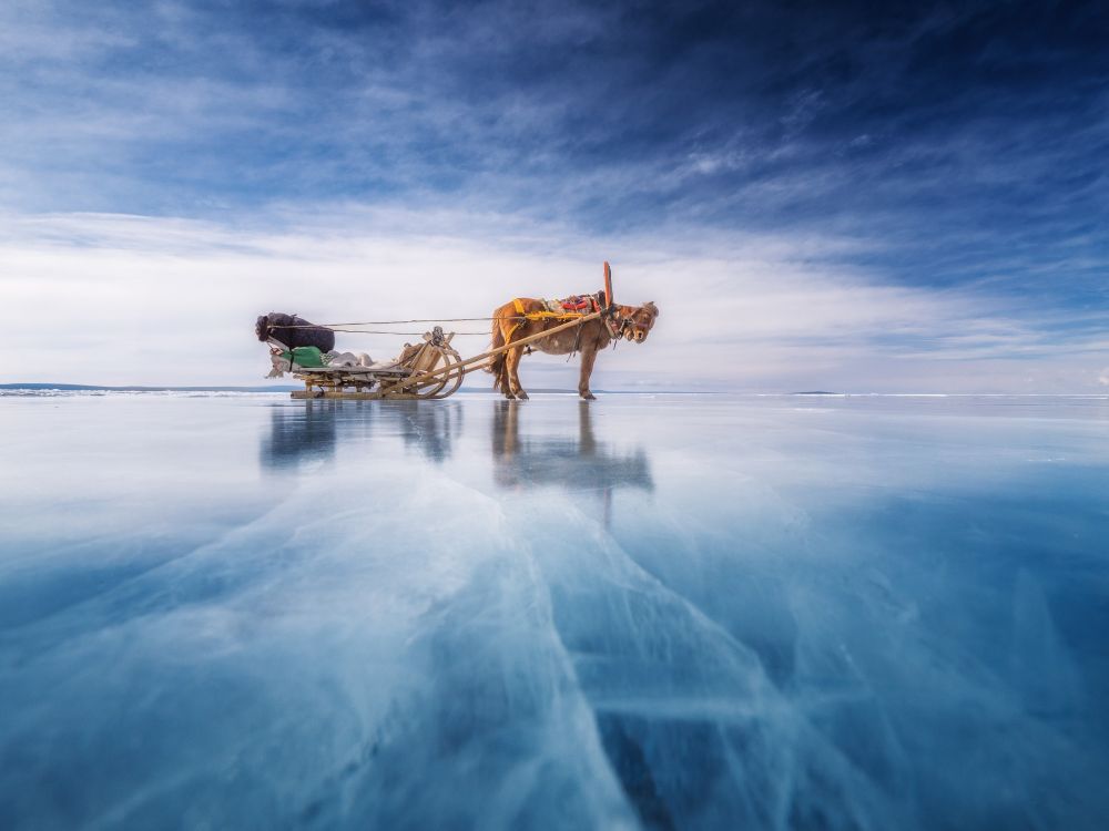 © Nicolas Fragiacomo - Traineau à cheval Traineau à cheval