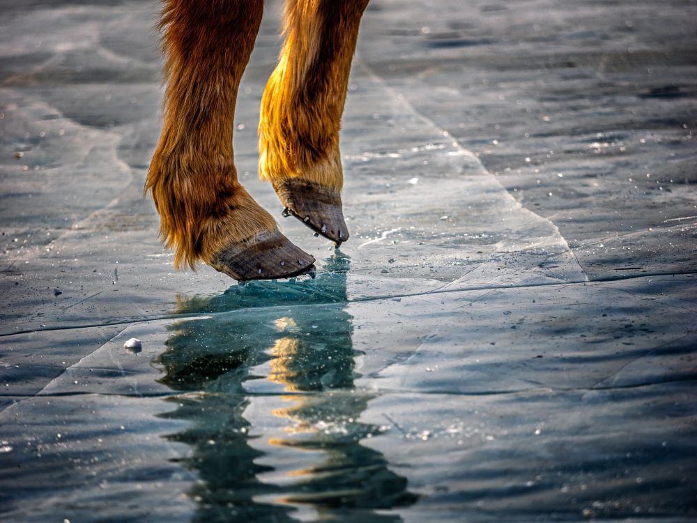 © Nicolas Fragiacomo - Crampons pour chevaux sur les courses de traineau du festival Crampons pour chevaux sur les courses de traineau du festival