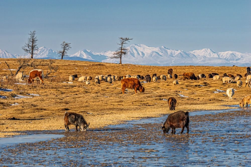 © Nicolas Fragiacomo - Troupeaux dans la dépression de Darkhad et montagnes du Saridag Troupeaux dans la dépression de Darkhad et montagnes du Saridag