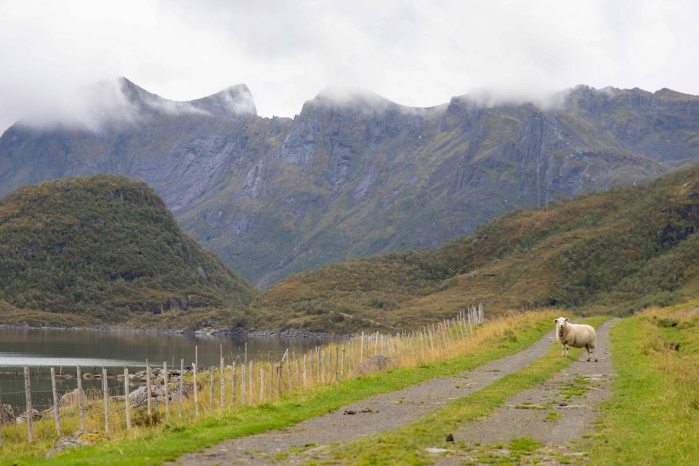 Marche douce le long du fjord, au milieu de pâturages et de moutons