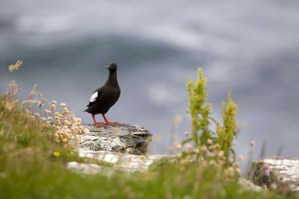 Guillemot à miroir