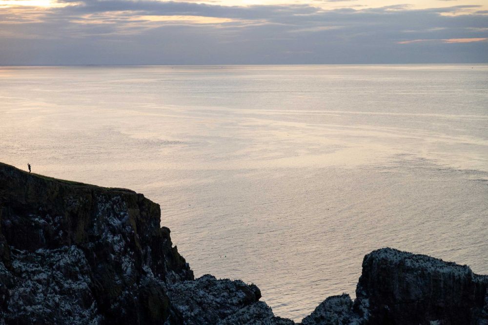 Falaise de St Abbs Head