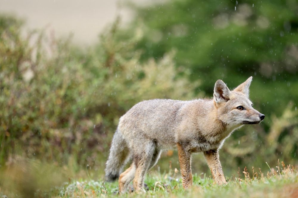 Renard gris à proximité de notre estancia en Terre de Feu