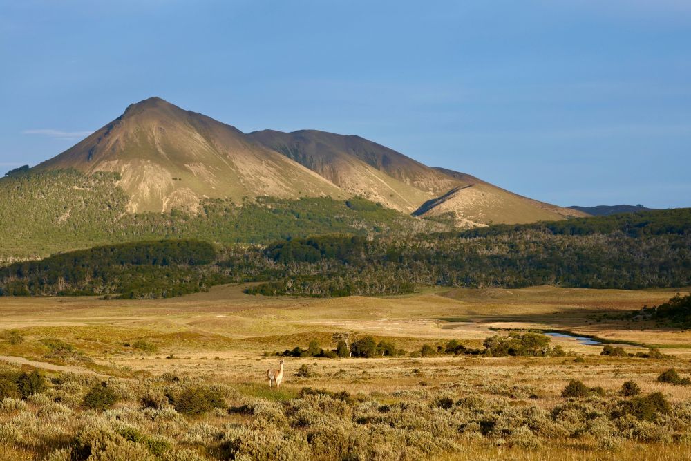 Un guanaco au coucher du soleil à proximité de notre Lodge en Terre de Feu