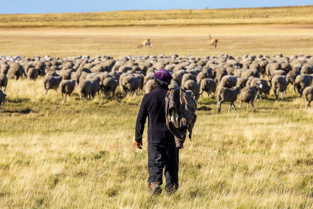 Un gaucho ramène son troupeau de moutons en Terre de Feu