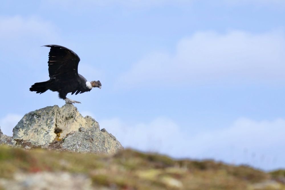 Un condor nous surprend au sommet de la Terre de Feu