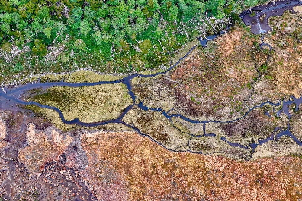 Détail d'une immense tourbière en Terre de Feu