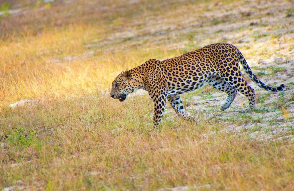 Léopard - parc de Wilpattu