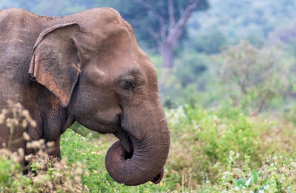 éléphant du Sri Lanka