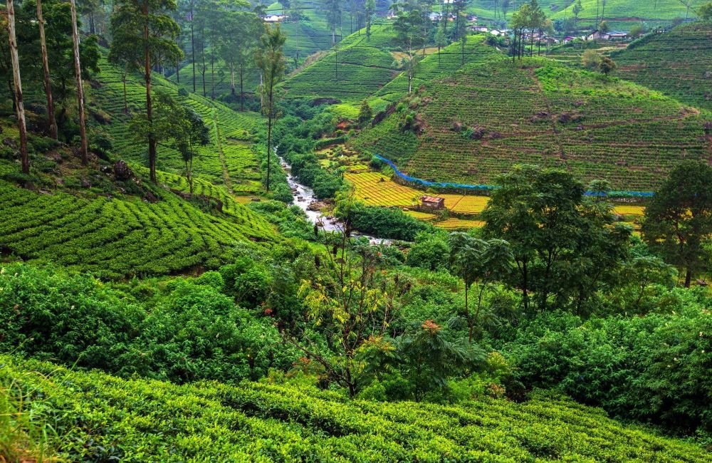 Plantations de thé Sri Lanka
