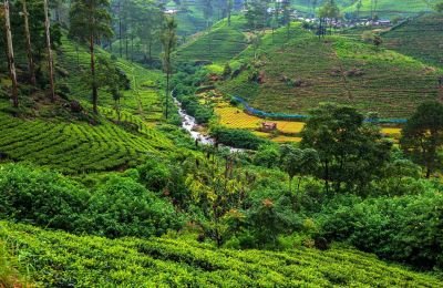 Plantations de thé Sri Lanka