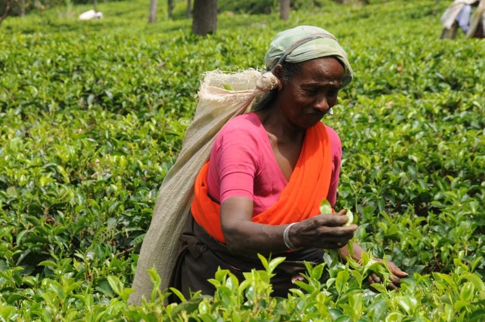 Cueilleuse de thé Sri Lanka