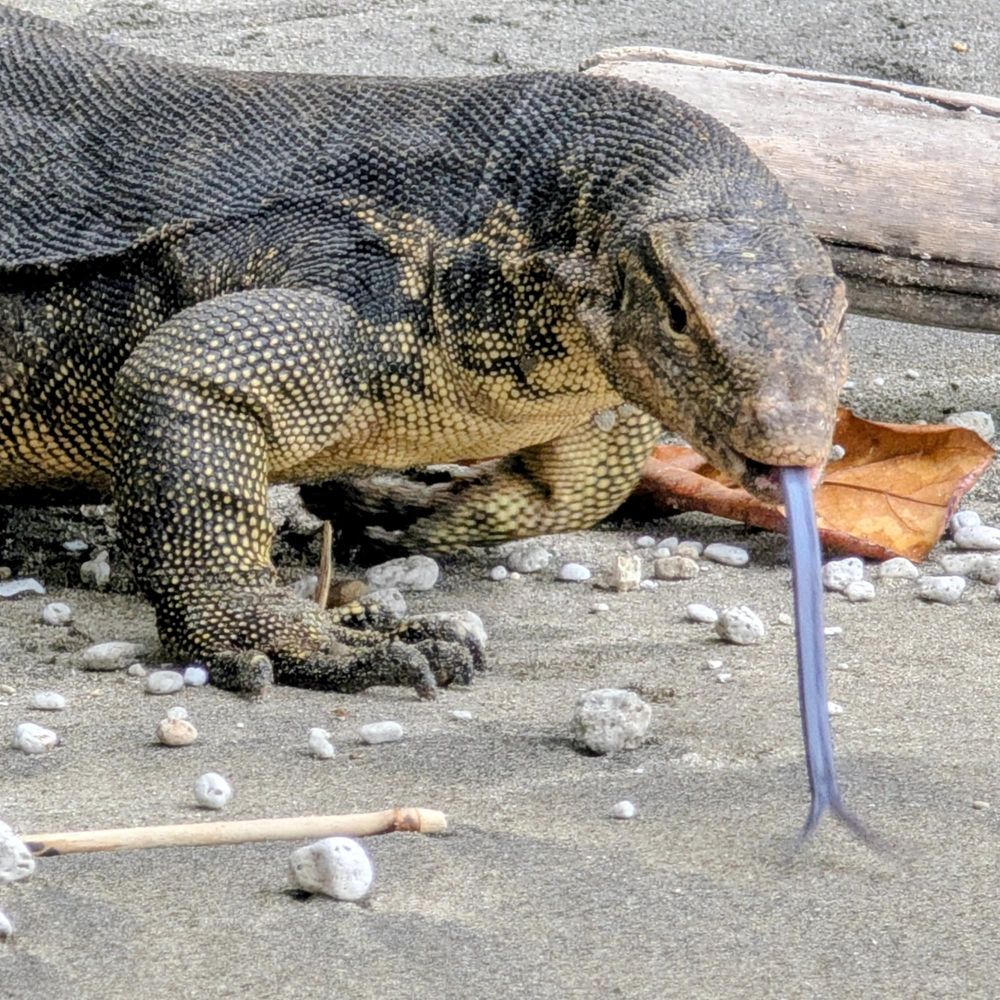 Varan au Krakatoa